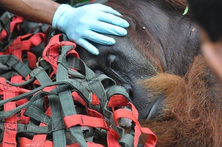 The role of rescue and translocation in orangutan conservation
