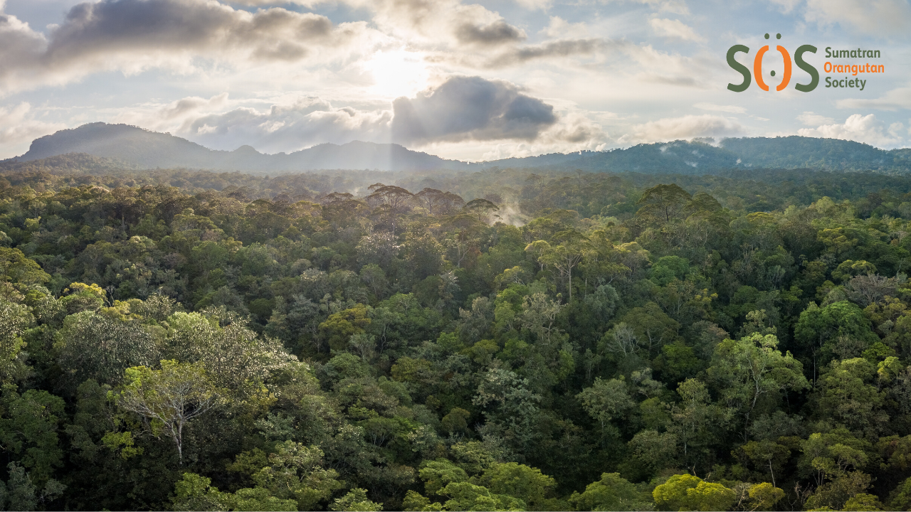 Take your video calls to the jungle!