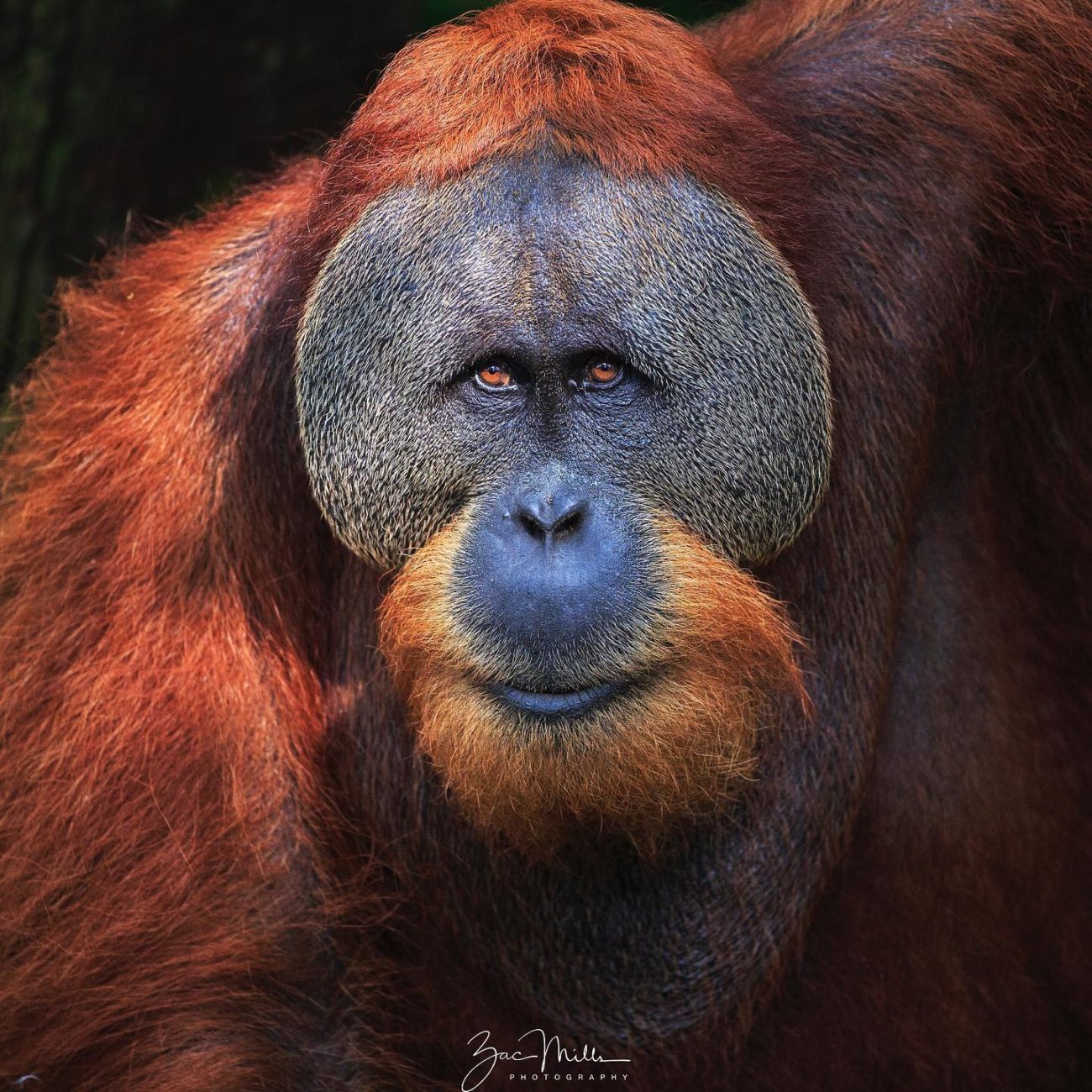 A male orangutan