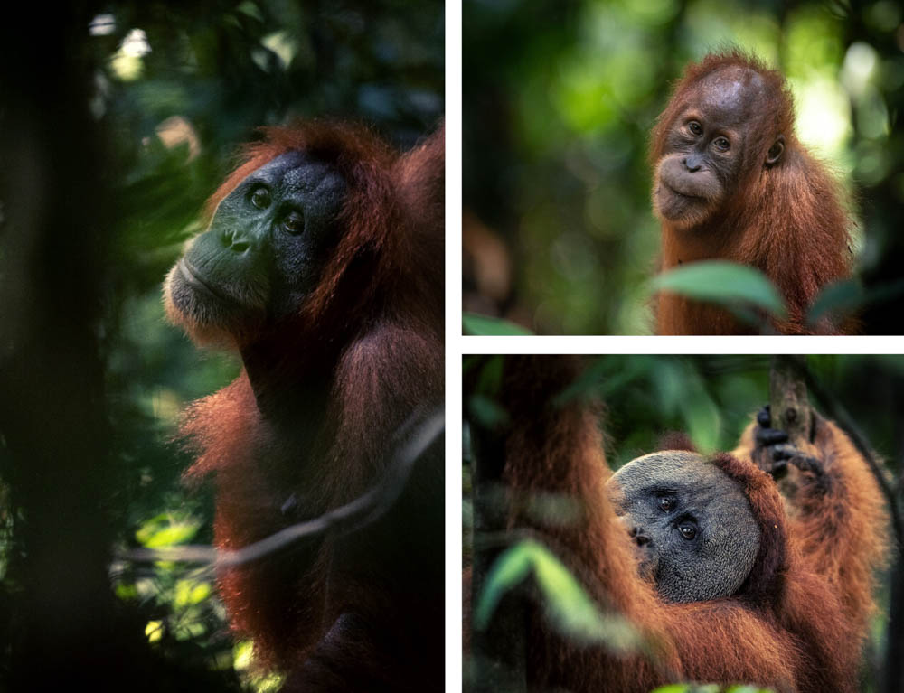 A composite image of three orangutans