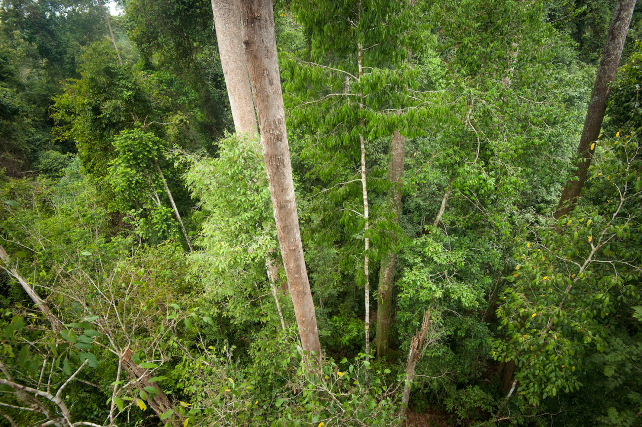 SOS Statement on Anti-Racism and Intersectional Environmentalism