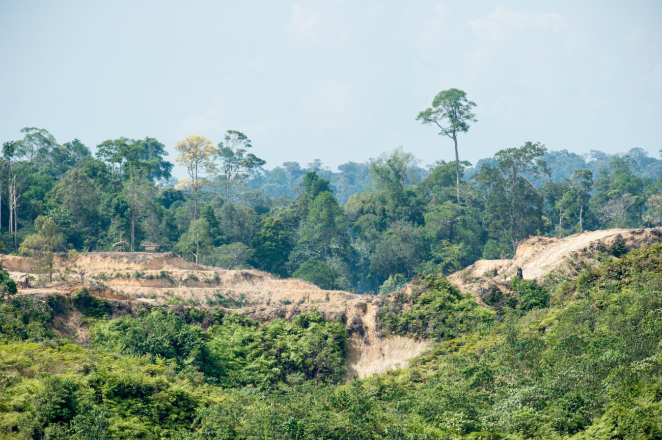 A ban on deforestation for UK supermarkets?