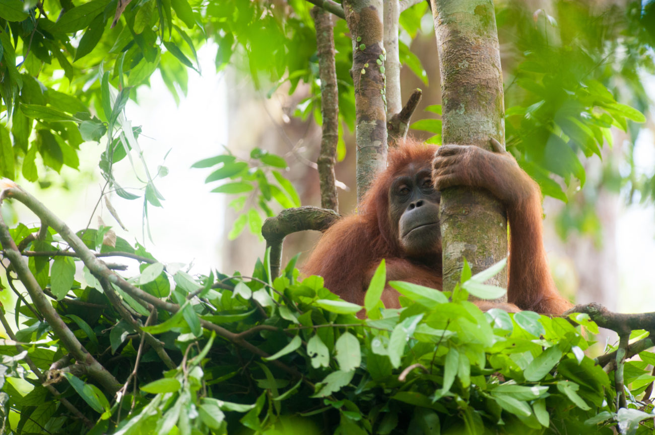 Your chance to win a Lush orangutan soap