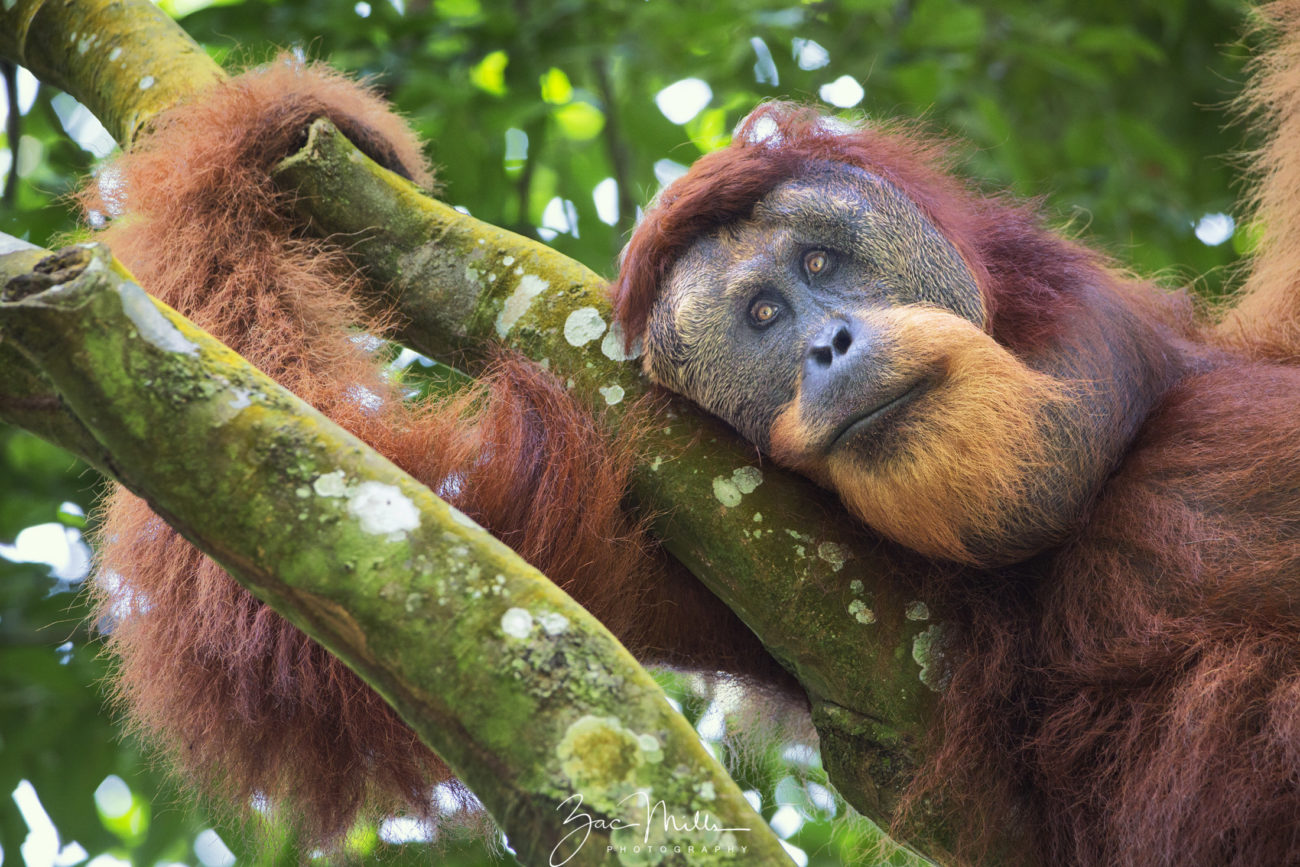 The SOS ethical shopping guide