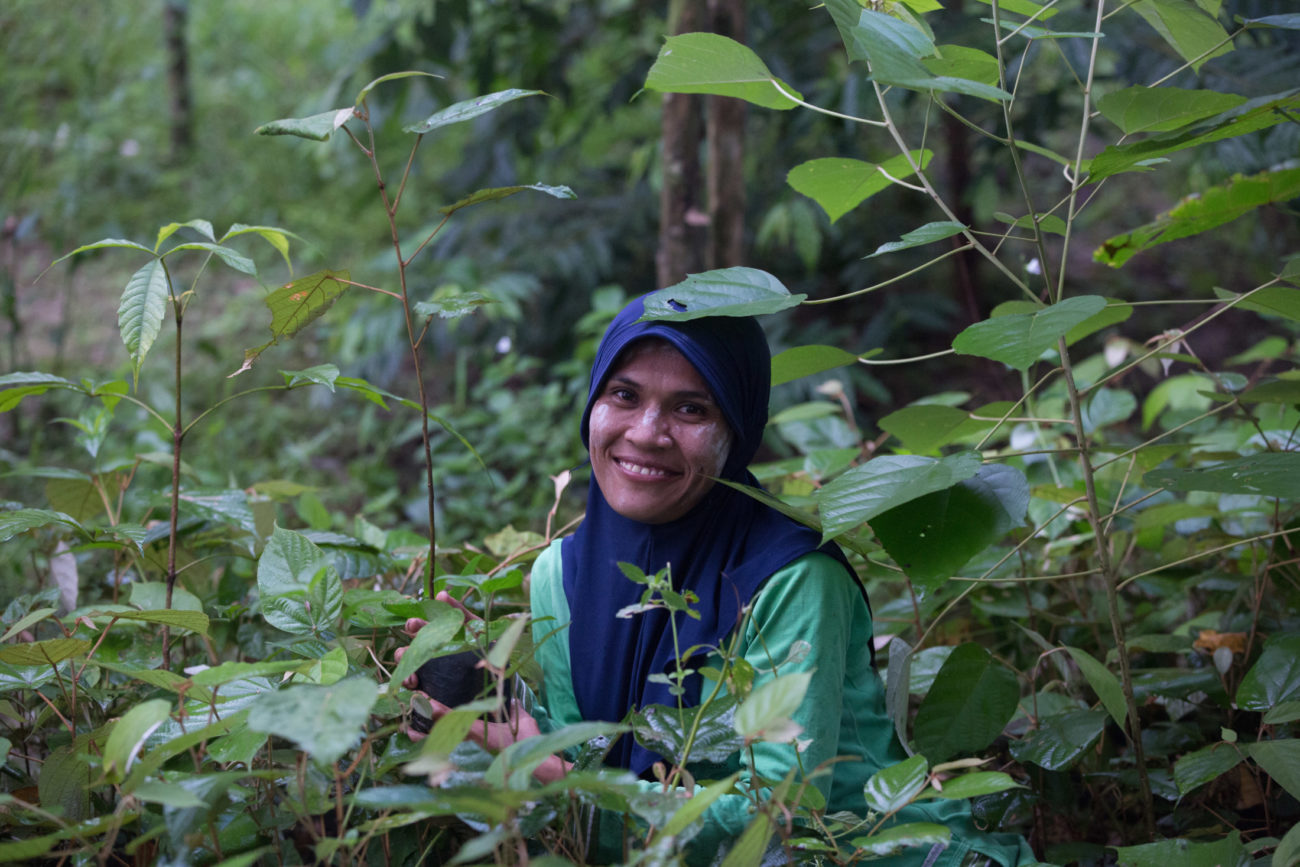 Drink tea to plant trees