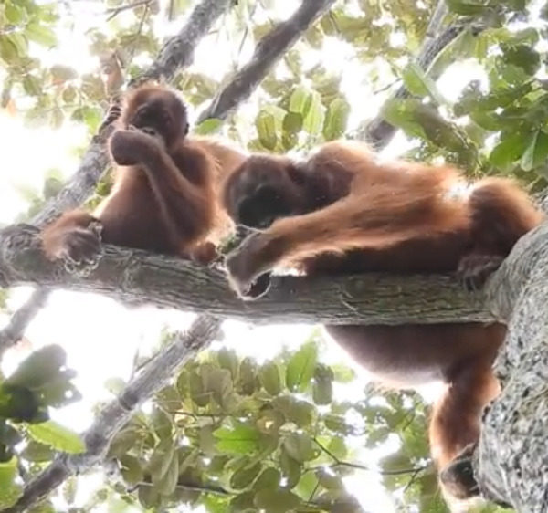 Orangutans spotted at Cinta Raja III!