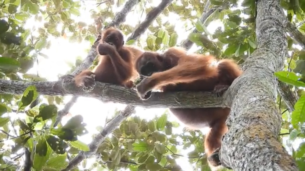 Orangutans spotted at Cinta Raja III!