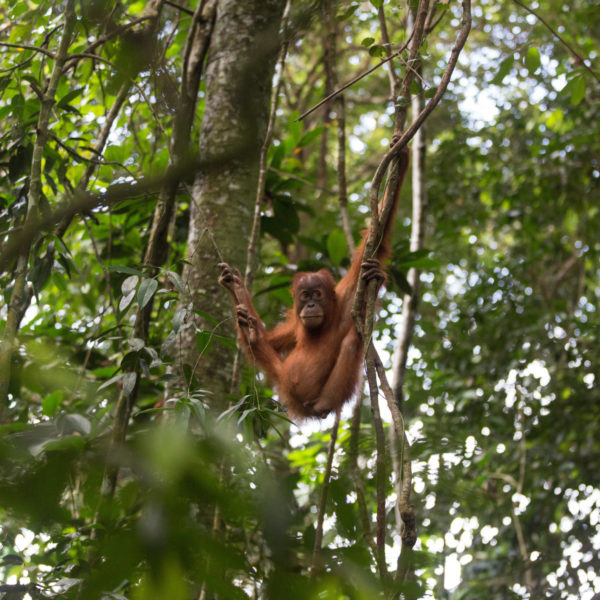 Sumatran orangutans at Singkil