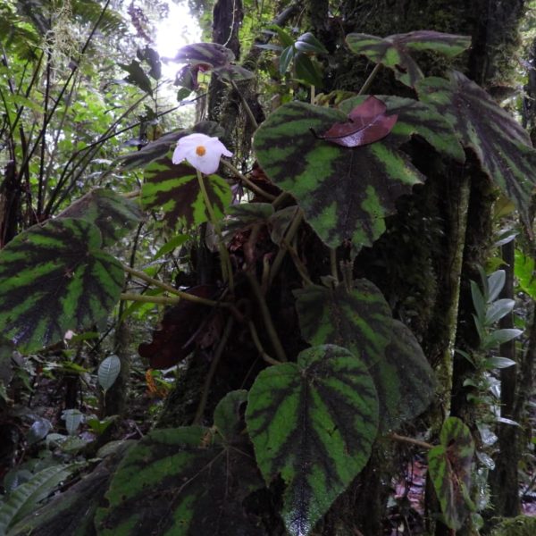 Finding out what's in the forest