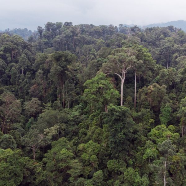 World Wildlife Day 2021