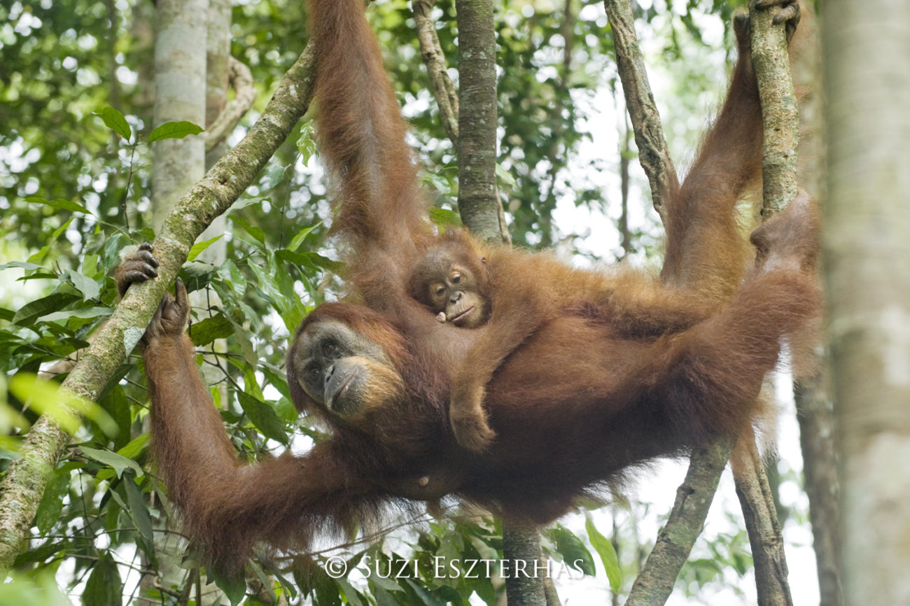 A female orangutan and her baby