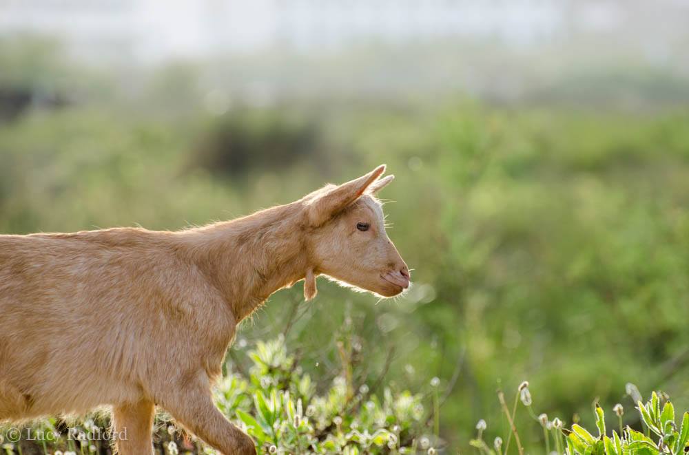 Goats, ducks and orangutans.