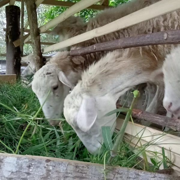 Goats, ducks and orangutans.