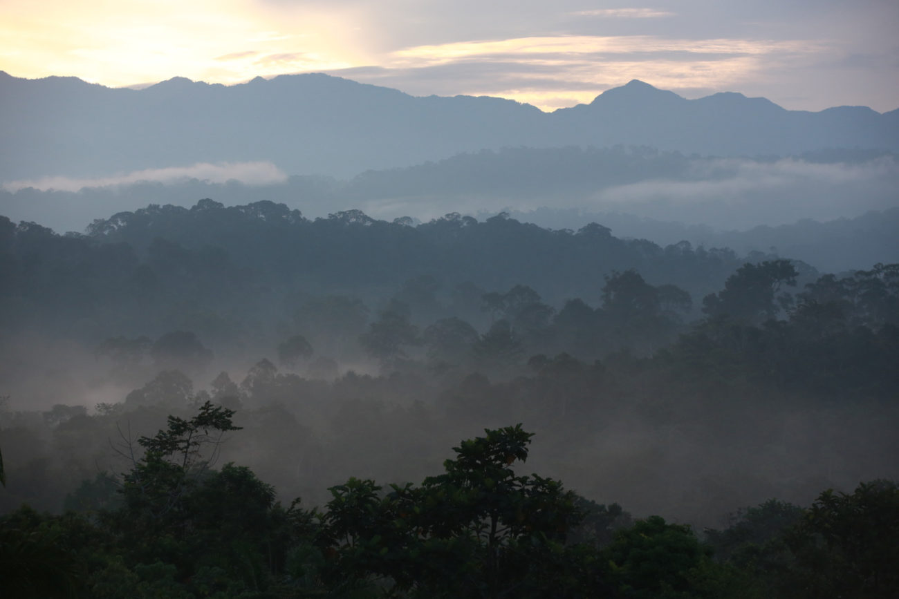 A landscape photo with forest in the background and close-up trees in the foreground.