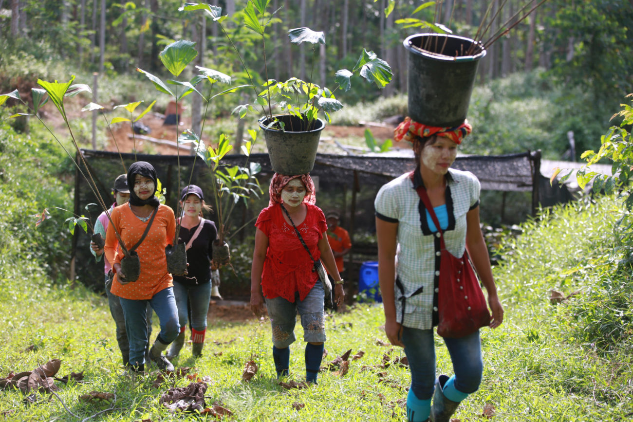 Assisted Natural Regeneration