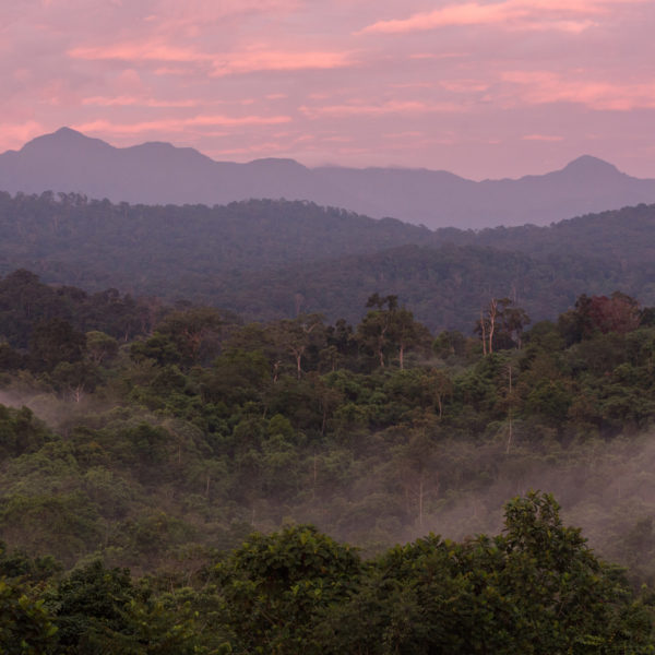 Assisted Natural Regeneration