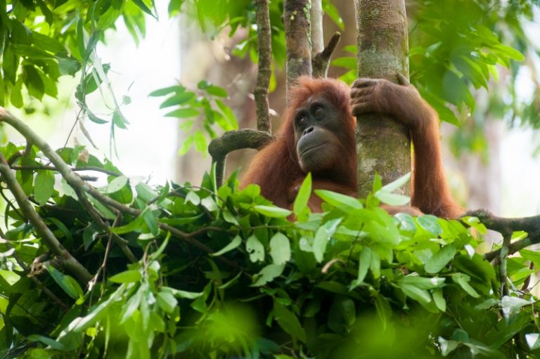 A female Sumatran orangutan sits in a newly made day nest as her baby plays in the background