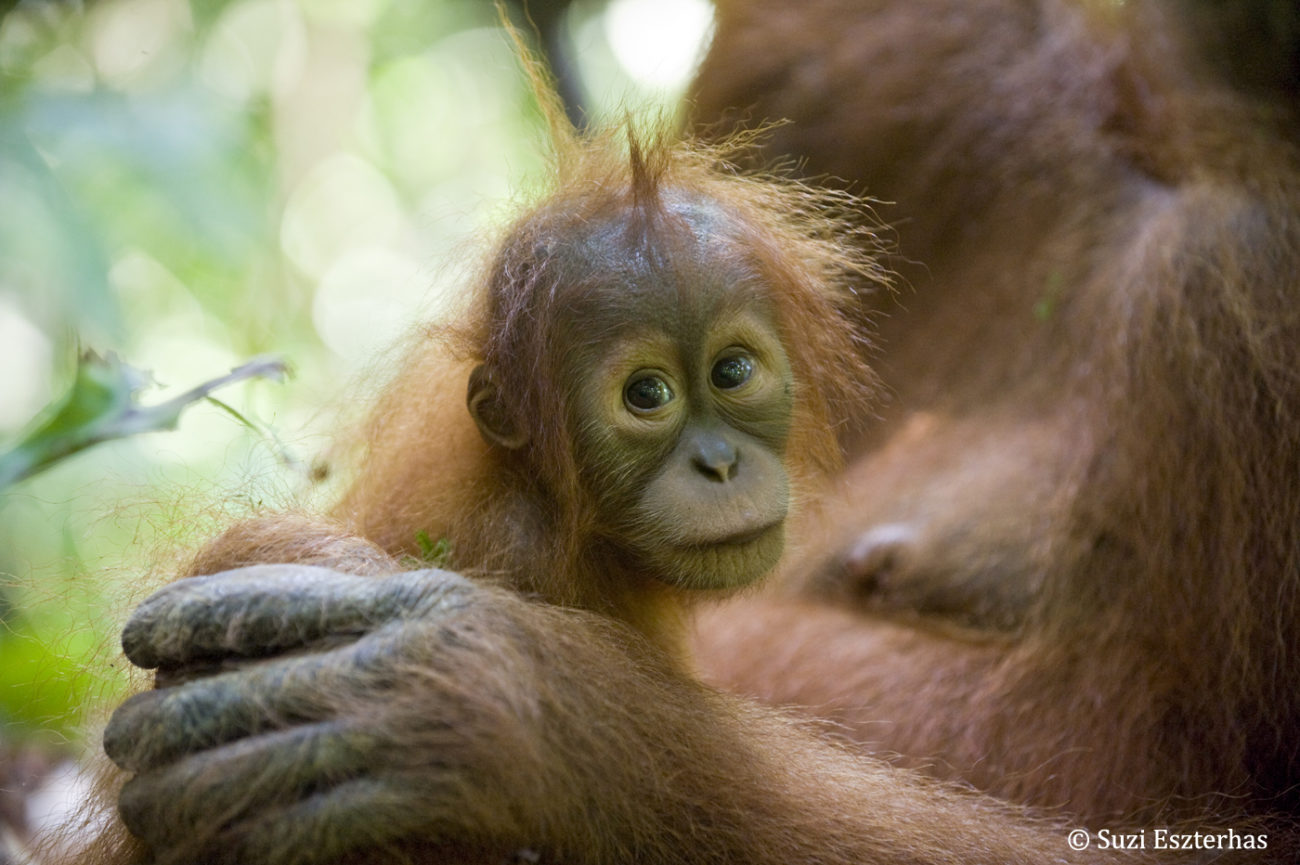 What's So Special About Sumatra?