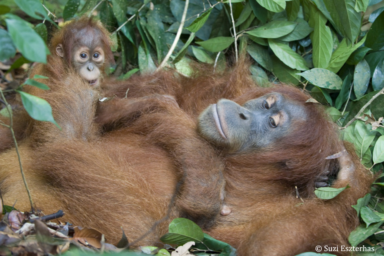 Orangutans need your help.