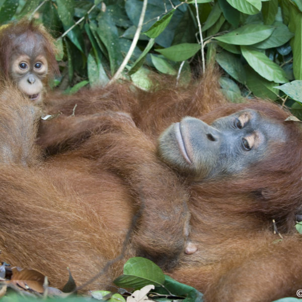 Orangutans need your help.