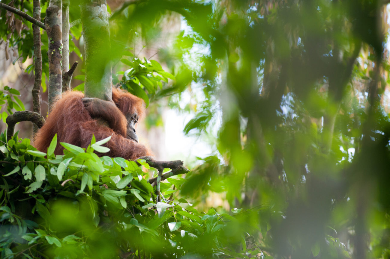 A female Sumatran orangutan sits in a newly made day nest as her baby plays in the background.