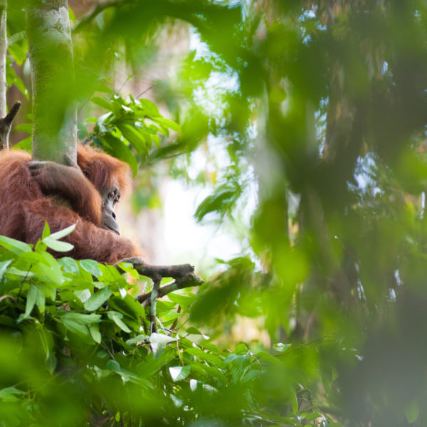A female Sumatran orangutan sits in a newly made day nest as her baby plays in the background.