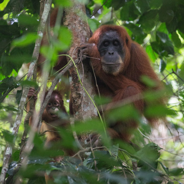 How can I work with orangutans?