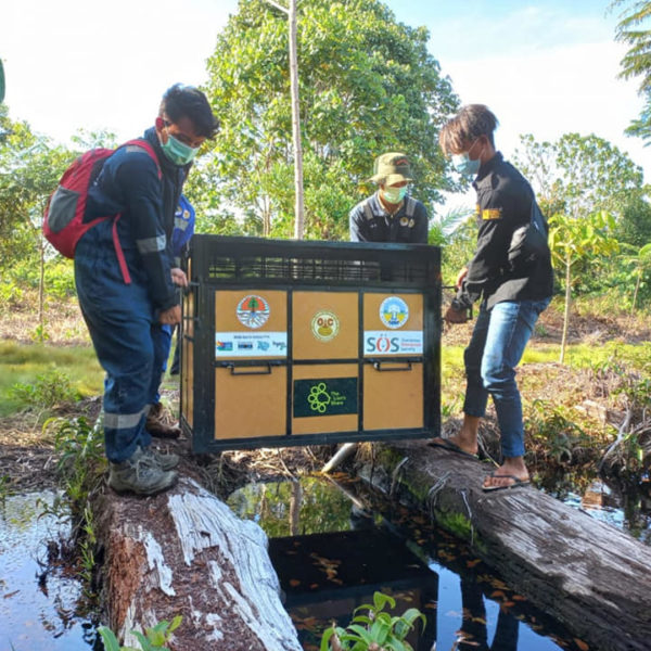 Sumatra's COVID crisis.