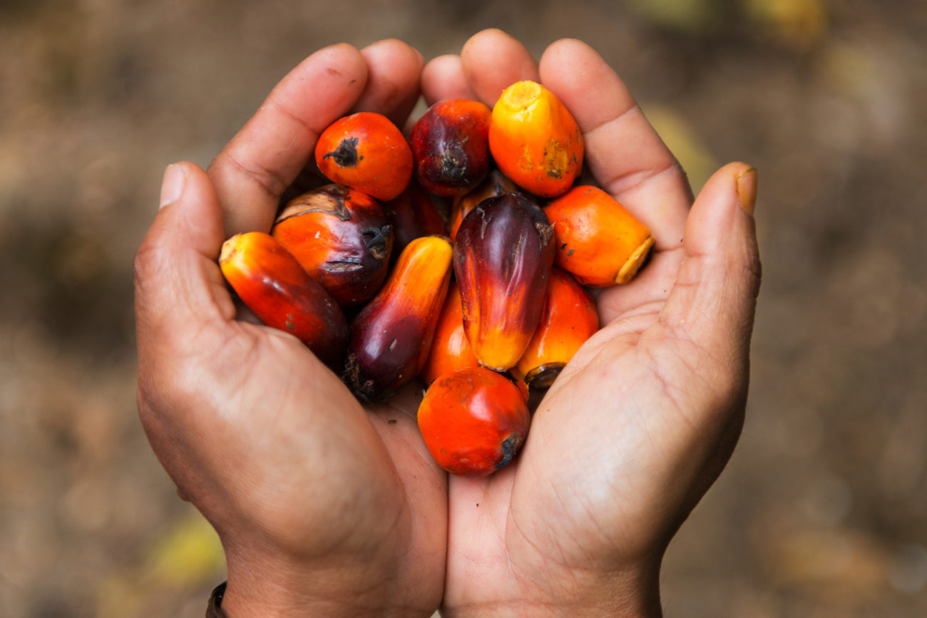 Statement in support of Sustainable Palm Oil