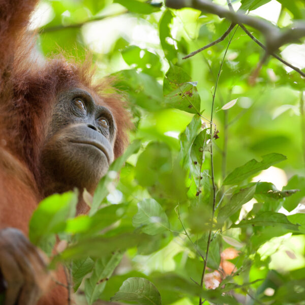 Gardeners of the forest