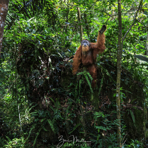 A lovely new orangutan video