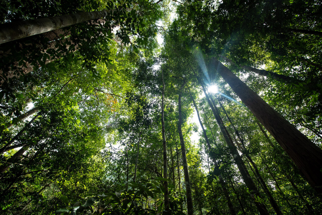 Why is the Smell of the Rainforest So Important?