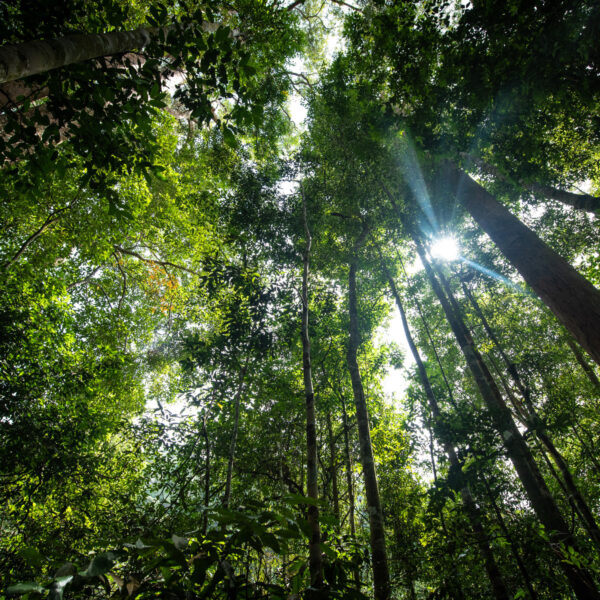 Why is the Smell of the Rainforest So Important?