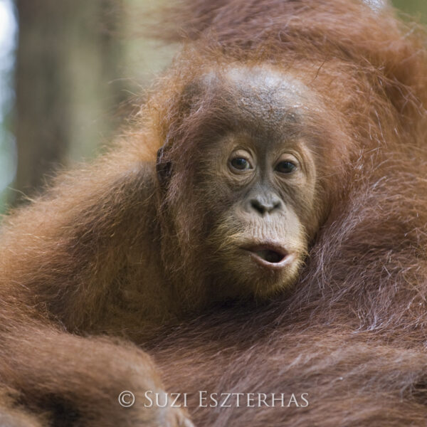 Orangutan slang
