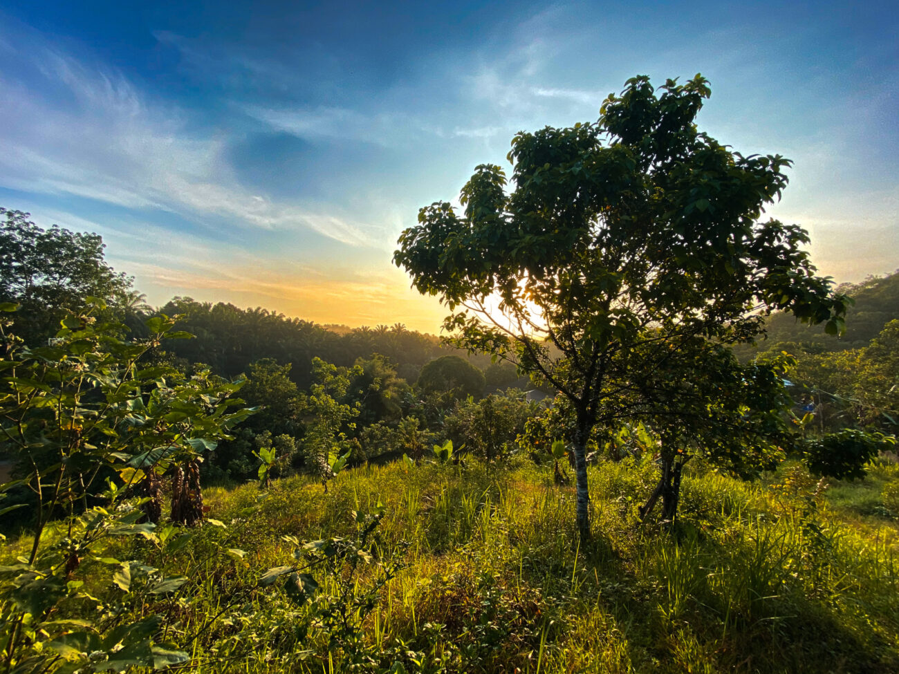 Carbon Offsetting Doesn’t (Always) Work – So What Does?