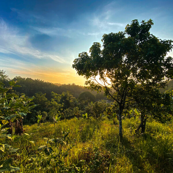 Carbon Offsetting Doesn’t (Always) Work – So What Does?