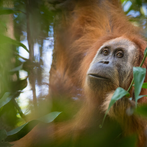 Why you should stop taking selfies with primates, even if you're an expert.