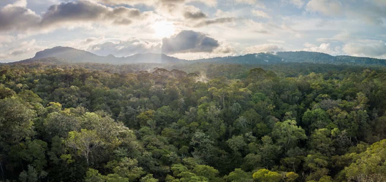 The Rewild Community