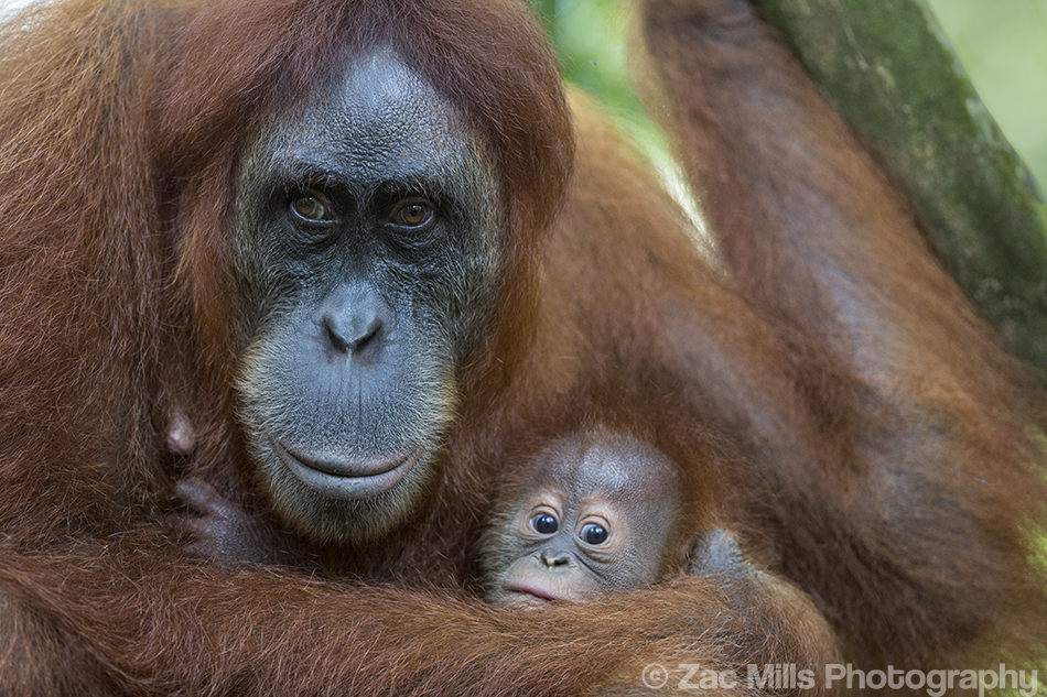 A mother orangutan and baby
