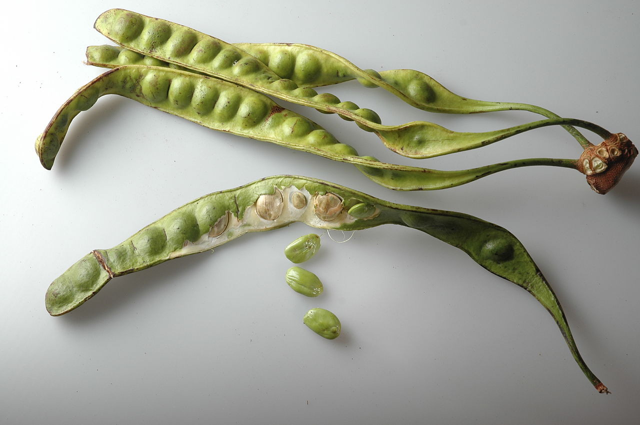 Long green seed pods for the stinky bean tree (Parkia speciosa)