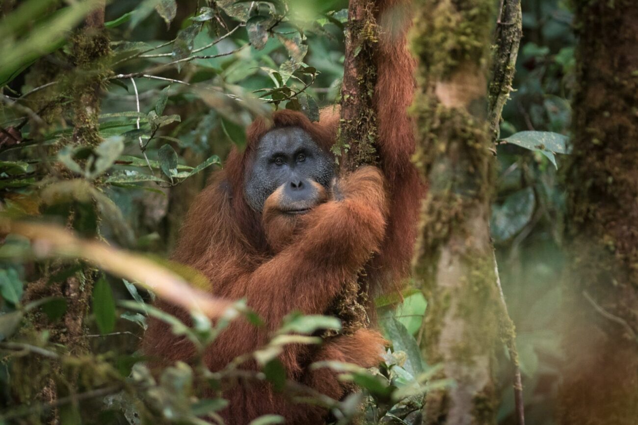 A male Tapnuli orangutan sits in a tree looking towards the camera