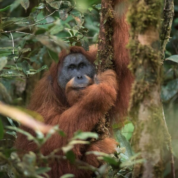 A male Tapnuli orangutan sits in a tree looking towards the camera