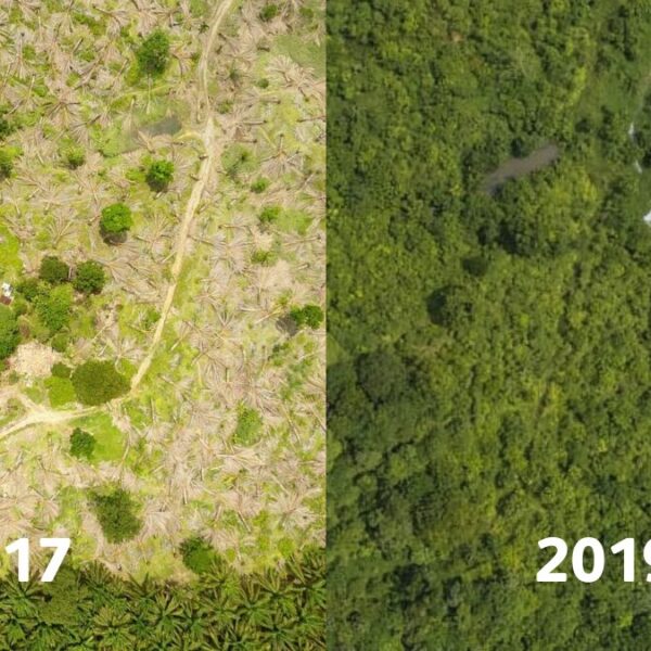 An aerial photograph showing a forest landscape in 2017 and 2019, showing significant regrowth over time.