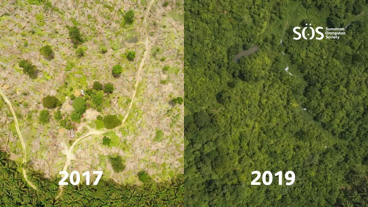 An aerial photograph showing a forest landscape in 2017 and 2019, showing significant regrowth over time.