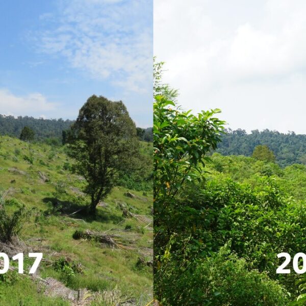 Two photographs of the same forest landscape in 2017 and 2019, put side by side, showing significant regrowth over time.