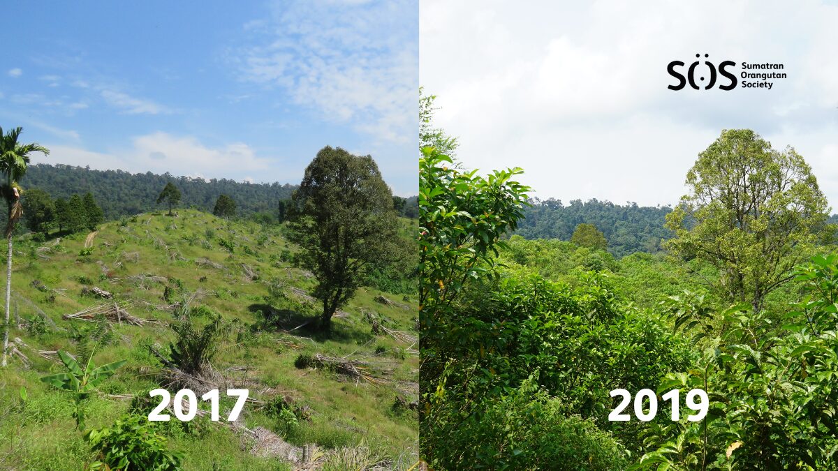 Two photographs of the same forest landscape in 2017 and 2019, put side by side, showing significant regrowth over time.
