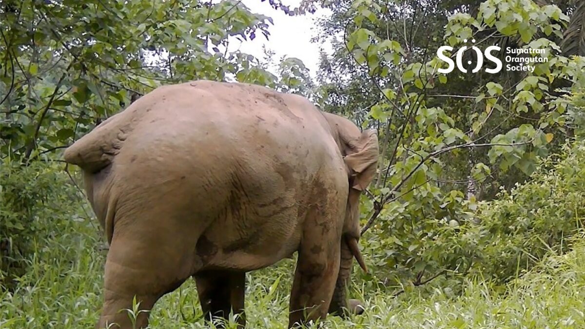 A trailcam photo of a Sumatran elephant (Elephas maximus sumatranus)