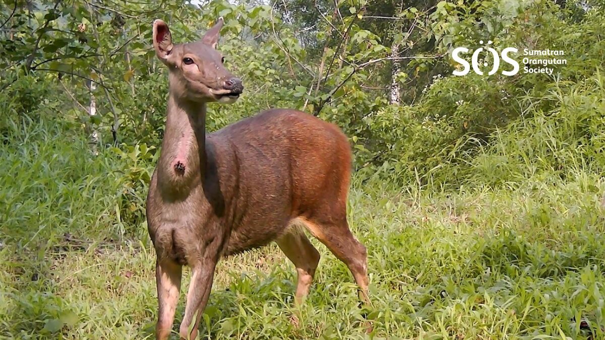 A trailcam photo of a sambar deer (Cervus Unicolor