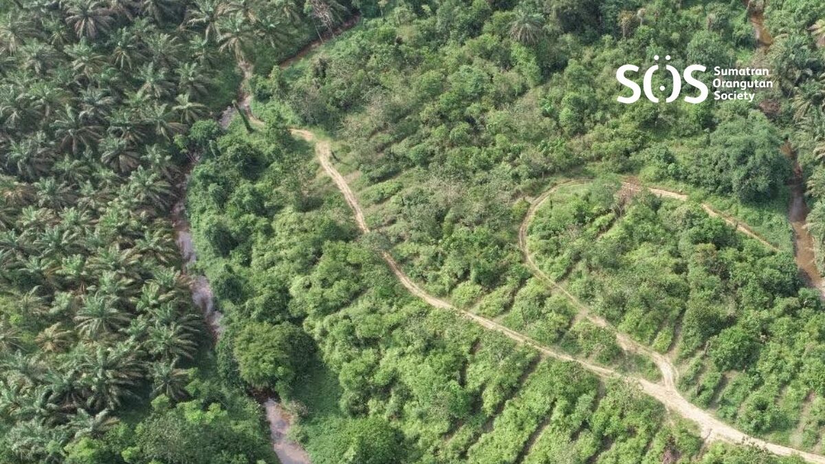 An aerial photo of Selamanya Hutan restoration site