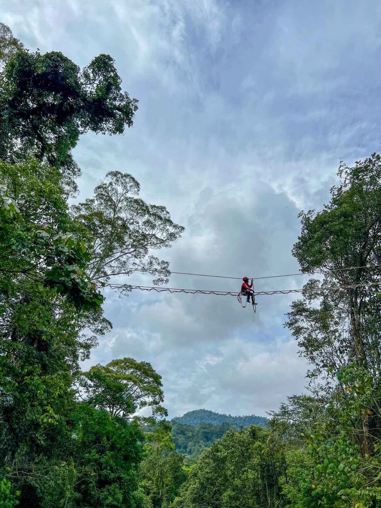 A person sits on a rope bridge that runs across a road in the rainforest